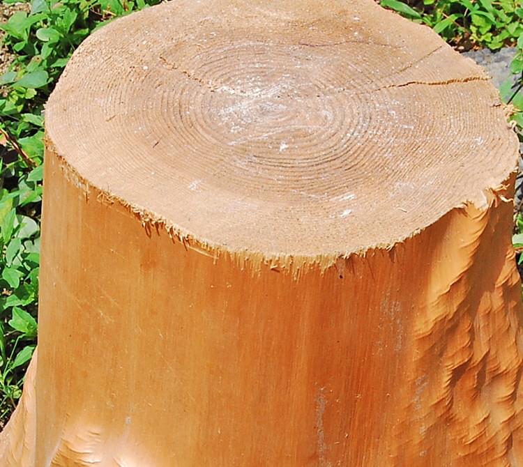 室町時代から続く伝統の技法で磨かれた丸太。幾重にも人の手をかけたその銘木を京都・北山よりお届けします。