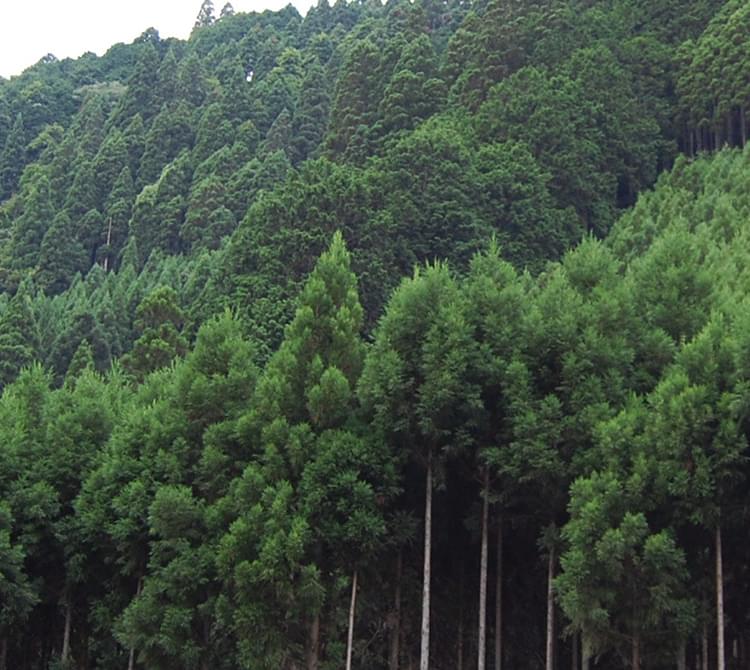 室町時代から続く伝統の技法で磨かれた丸太。幾重にも人の手をかけたその銘木を京都・北山よりお届けします。